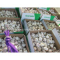 Good Quality 2020 Fresh Garlic